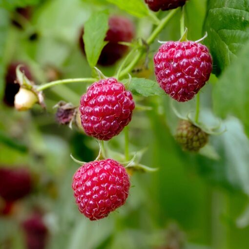Rubus idaeus 'Autumn Belle - framboos