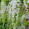 Wisteria Floribunda 'Clara Mack' - Witte blauwe regen