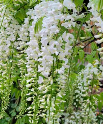 Wisteria Floribunda 'Clara Mack' - Witte blauwe regen