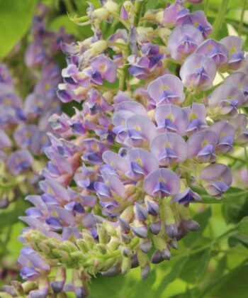 Wisteria Floribunda 'Aunt Dee' - Blauwe regen
