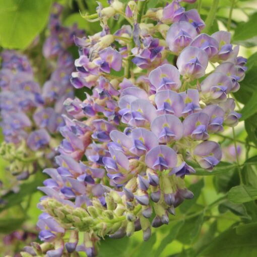Wisteria Floribunda 'Aunt Dee' - Blauwe regen