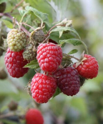 Rubus idaeus 'Himbo Top' - framboos