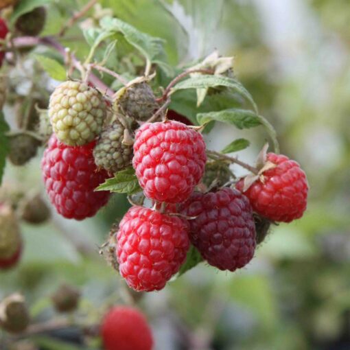Rubus idaeus 'Himbo Top' - framboos