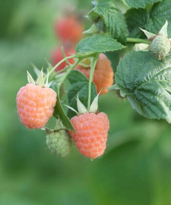 Rubus idaeus 'Valentina' - framboos