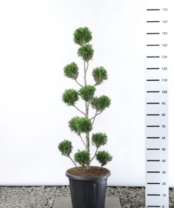 Thuja Plicata 'Martin' - Reuzenlevensboom Multibol