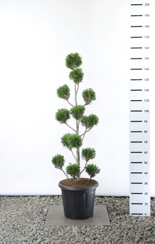 Thuja Plicata 'Martin' - Reuzenlevensboom Multibol