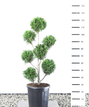 Thuja Plicata 'Martin' - Reuzenlevensboom Multibol