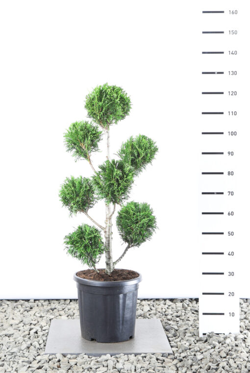 Thuja Plicata 'Martin' - Reuzenlevensboom Multibol