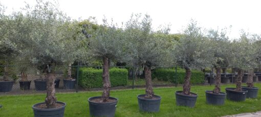 Olijfboom Olea Europea