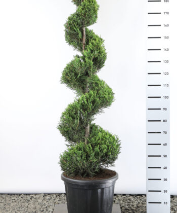 Cupressocyparis Leylandii 'Castlewellan Gold' - Conifeer spiraal