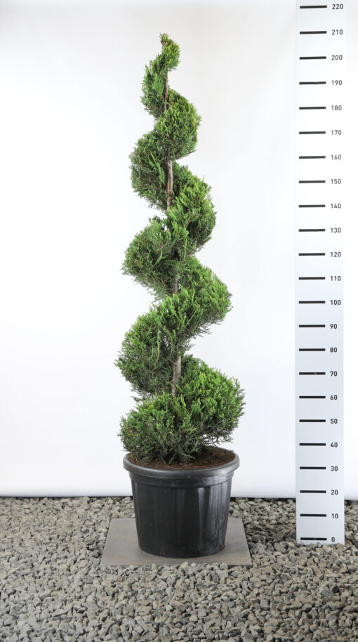 Cupressocyparis Leylandii 'Castlewellan Gold' - Conifeer spiraal