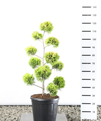Cupressocyparis Leylandii 'Gold Rider' multibol