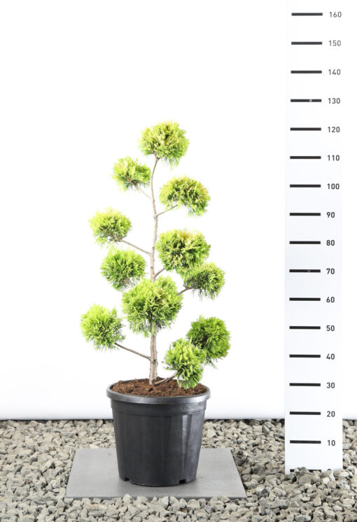 Cupressocyparis Leylandii 'Gold Rider' multibol