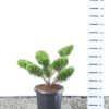 Juniperus pfitzeriana 'Mint Julep' - Jeneverbes multiplateau