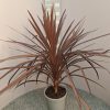Cordyline 'Red star' palmboom