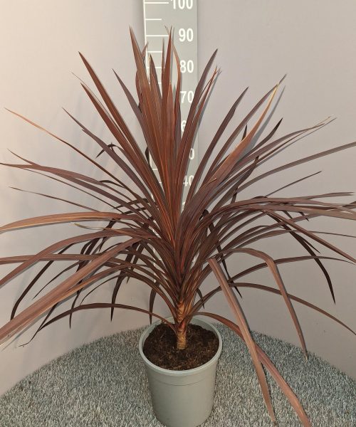 Cordyline 'Red star' palmboom