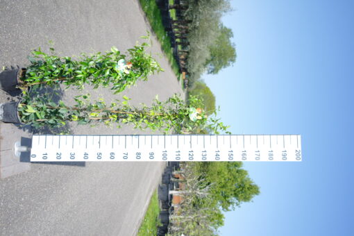 Trachelospermum Jasminoides op 3 stokken
