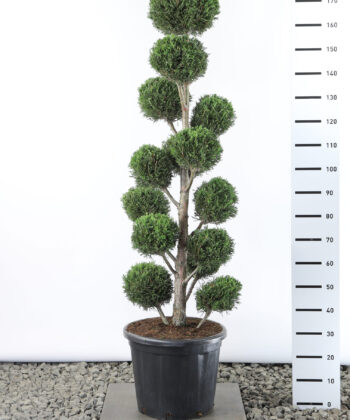 Cupressocyparis Leylandii '2001' - Conifeer multibol
