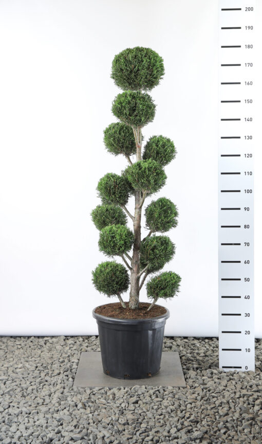 Cupressocyparis Leylandii '2001' - Conifeer multibol