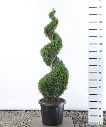 Cupressocyparis Leylandii '2001' - Conifeer spiraal