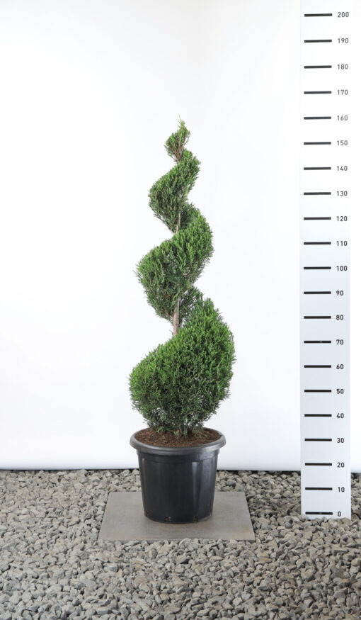 Cupressocyparis Leylandii '2001' - Conifeer spiraal