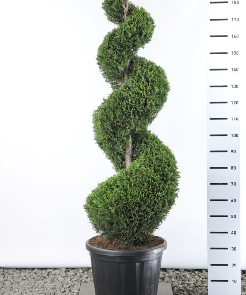 Cupressocyparis Leylandii '2001' - Conifeer spiraal