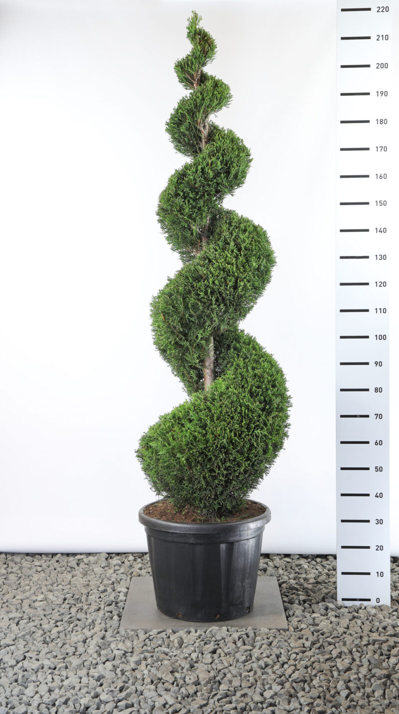 Cupressocyparis Leylandii '2001' - Conifeer spiraal