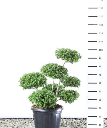 Ilex Crenata 'Convexa' - Japanse Hulst