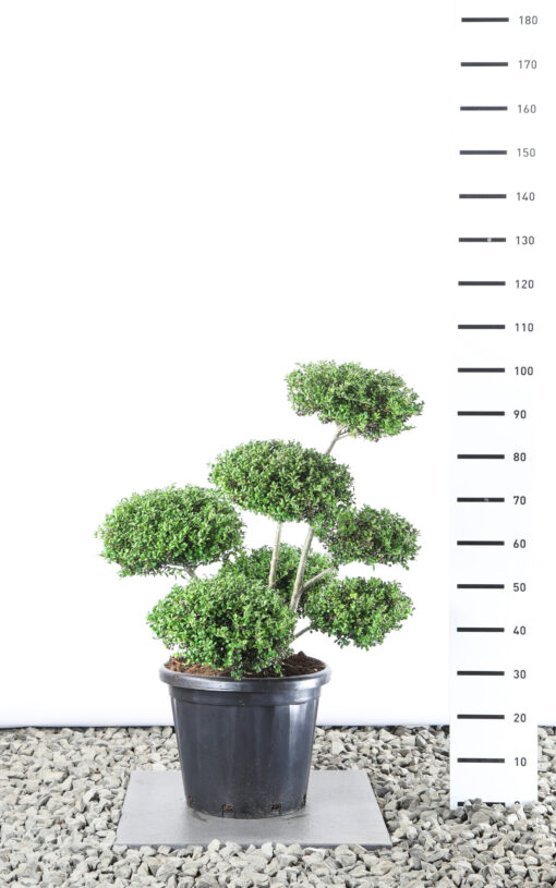 Ilex Crenata 'Convexa' - Japanse Hulst