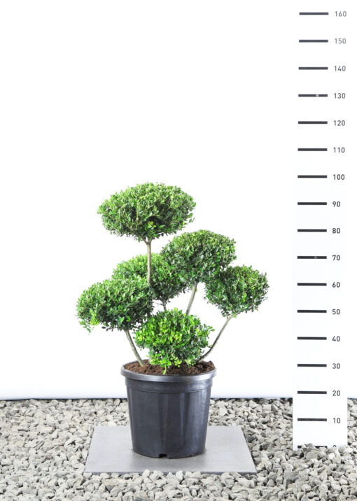 Ilex Crenata 'Green Hedge' - Japanse Hulst multiplauteau