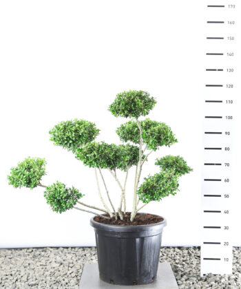Ilex Crenata 'Hetzii' - Japanse hulst Multiplateau