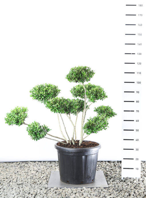 Ilex Crenata 'Hetzii' - Japanse hulst Multiplateau