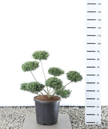 Ilex Crenata 'Stokes' - Japanse Hulst Multiplateau