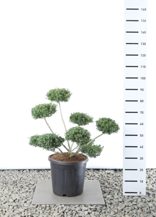 Ilex Crenata 'Stokes' - Japanse Hulst Multiplateau