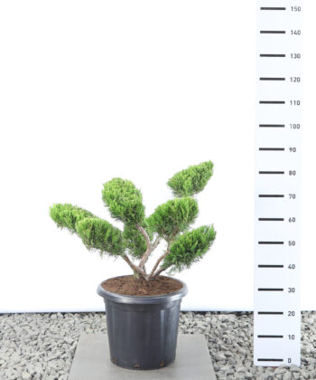 Juniperus pfitzeriana 'Mint Julep' - Jeneverbes multiplateau