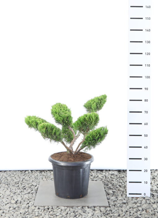 Juniperus pfitzeriana 'Mint Julep' - Jeneverbes multiplateau