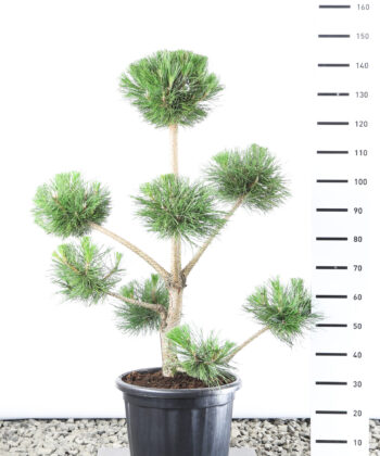 Pinus Nigra Nigra - Zwarte Den multiplauteau
