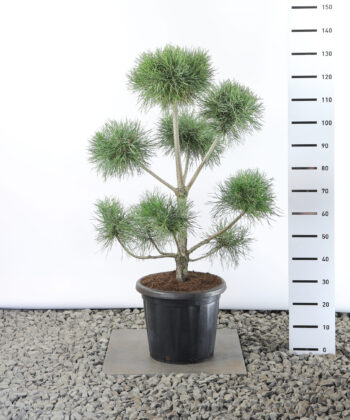 Pinus Sylvestris - Grove Den multiplateau breed