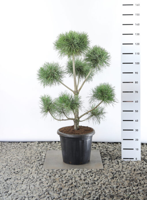 Pinus Sylvestris - Grove Den multiplateau breed