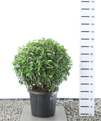 Prunus Lusitanica Angustifolia - Laurierkers bol