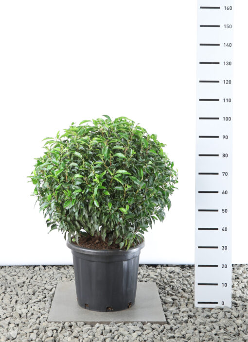 Prunus Lusitanica Angustifolia - Laurierkers bol