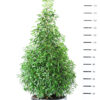 Prunus Lusitanica Angustifolia - Laurierkers piramide