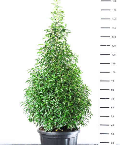 Prunus Lusitanica Angustifolia - Laurierkers piramide