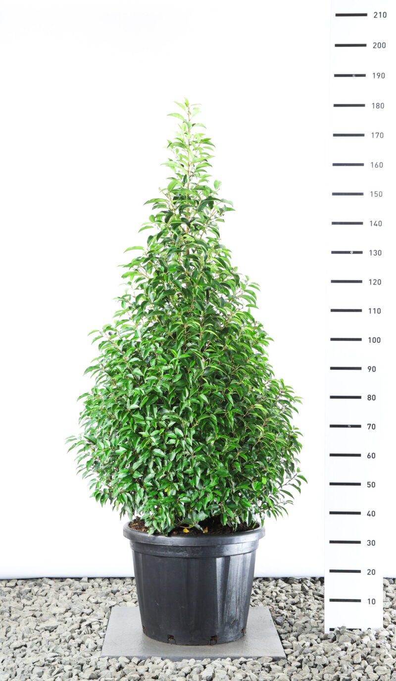 Prunus Lusitanica Angustifolia - Laurierkers piramide