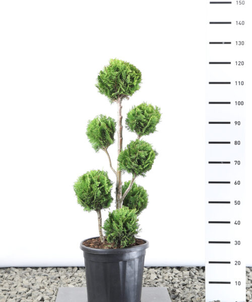 Chamaecyparis lawsoniana 'Stardust' - Californische Cipres multibol