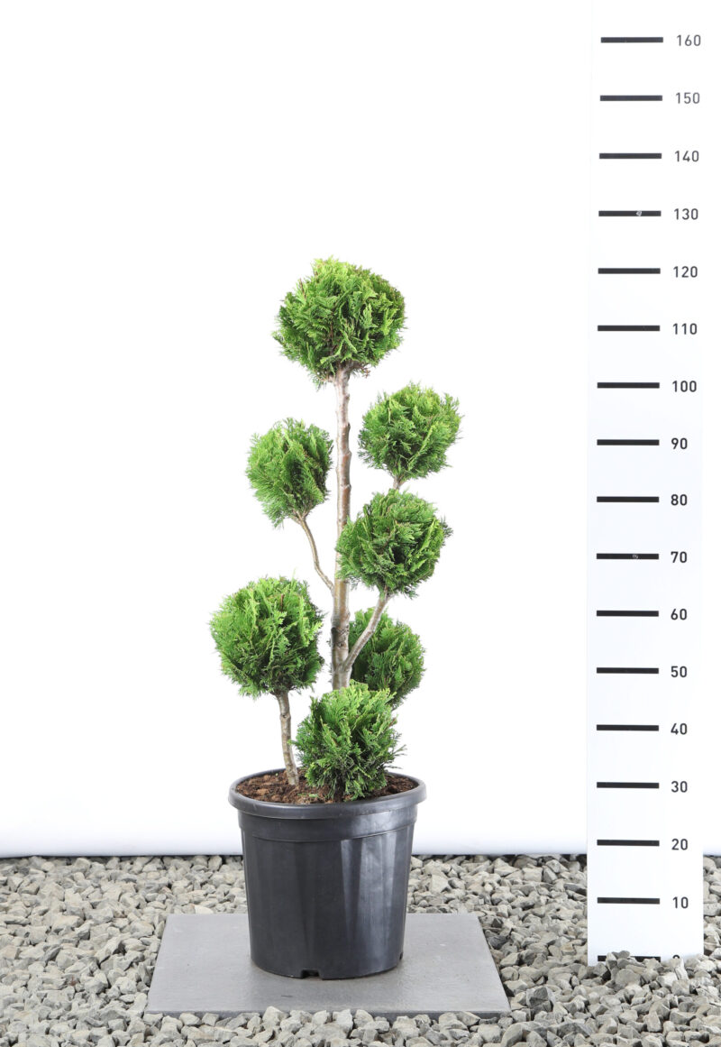 Chamaecyparis lawsoniana 'Stardust' - Californische Cipres multibol