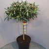 Rhododendron op stam 'karminkissen'