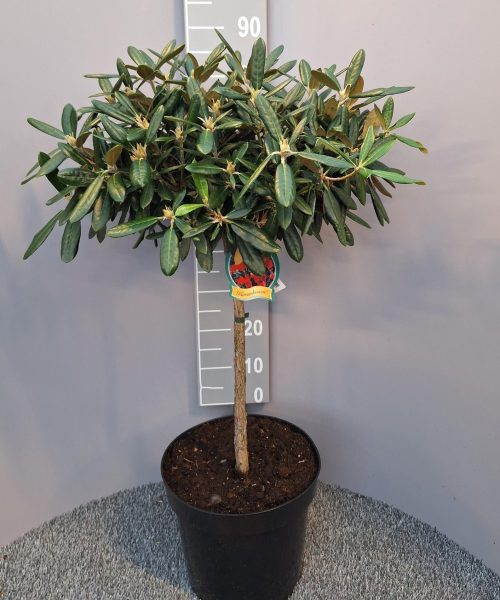 Rhododendron op stam 'karminkissen'