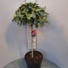Rhododendron op stam 'polaris'