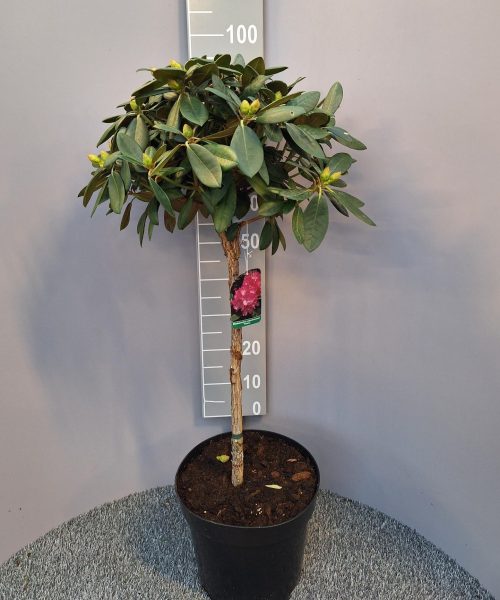 Rhododendron op stam 'polaris'
